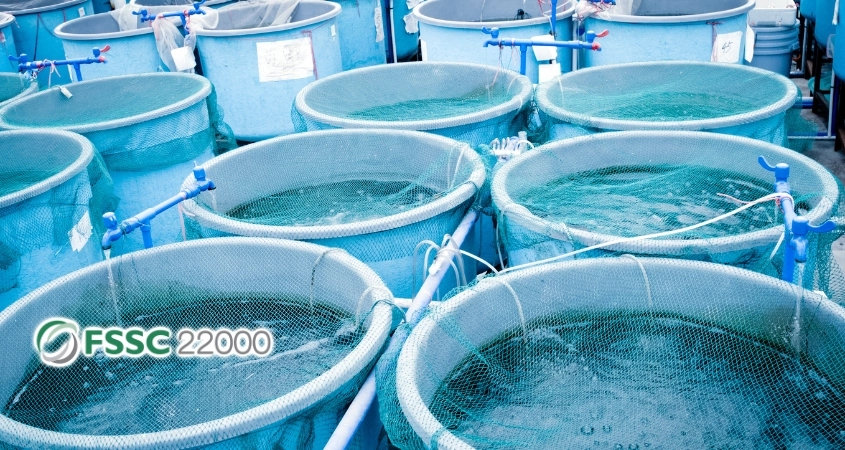 Chứng nhận fssc 22000 cho hộ nuôi trồng thủy sản